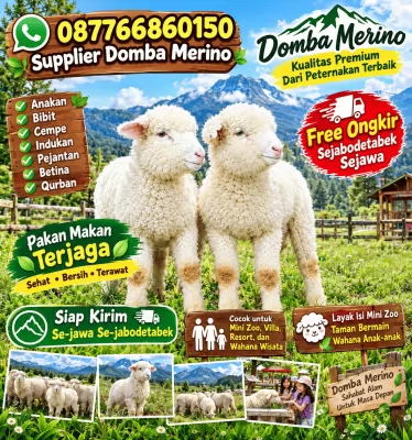jual anakan cempe domba merino